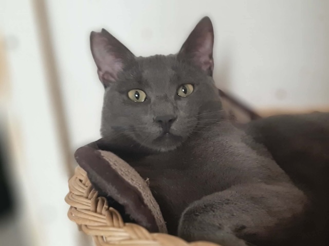 fellengel_smokey_1
