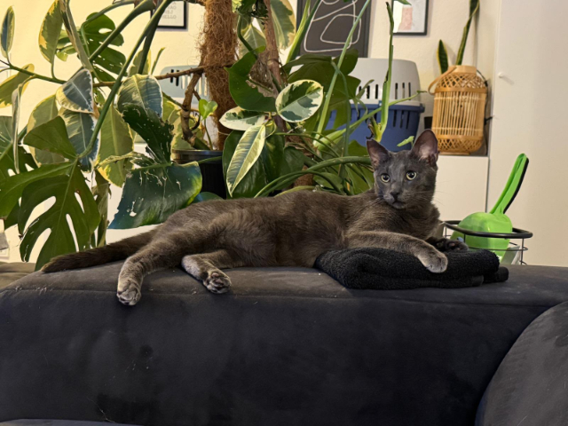 fellengel_smokey_1
