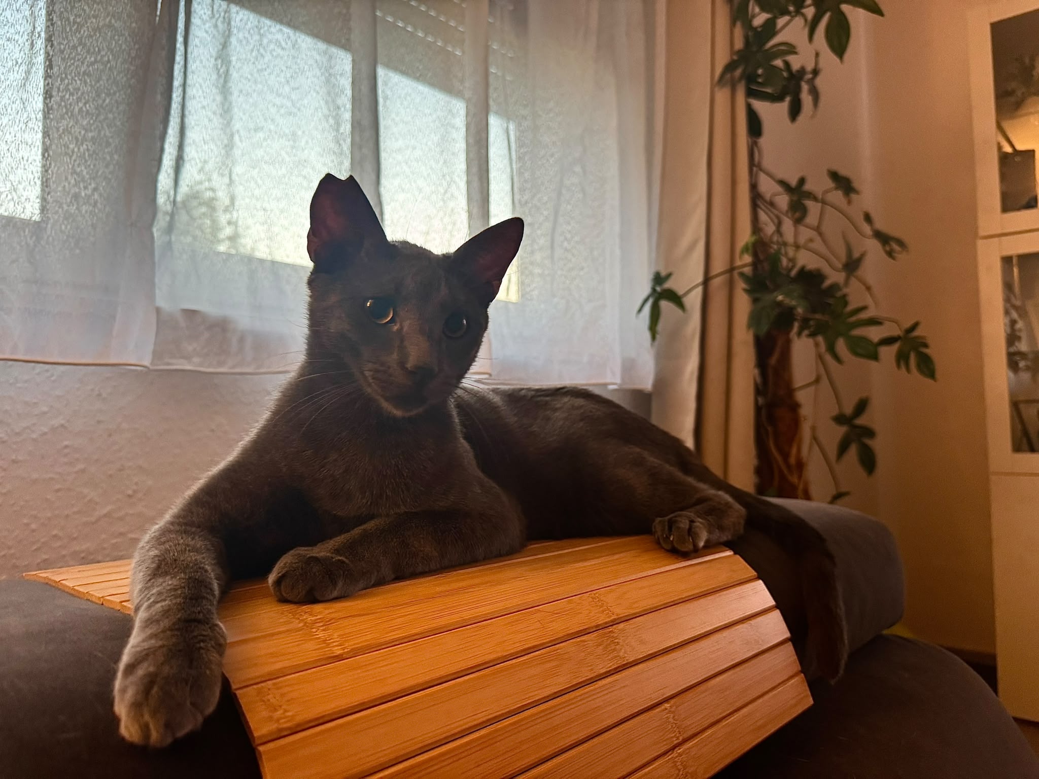 fellengel_smokey_14