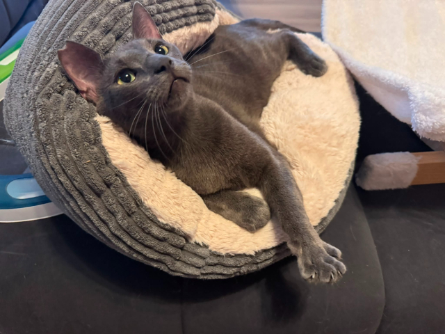 fellengel_smokey_2