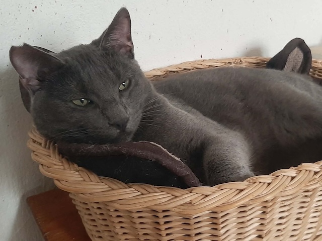 fellengel_smokey_2