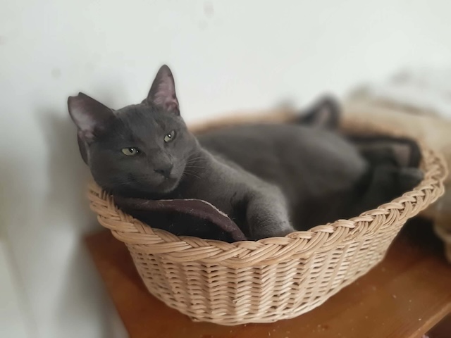 fellengel_smokey_3