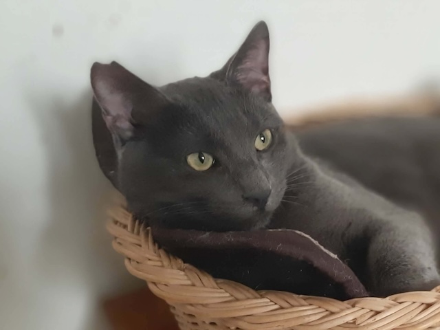 fellengel_smokey_4