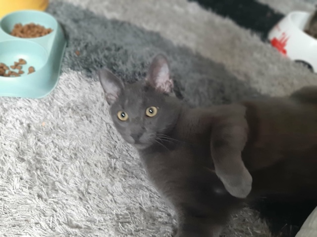 fellengel_smokey_6