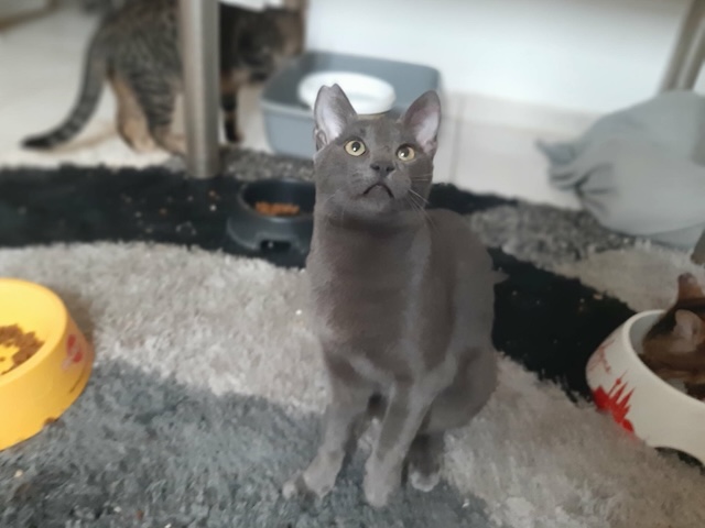 fellengel_smokey_8
