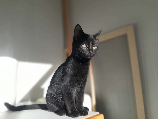 fellengel_zorro_3