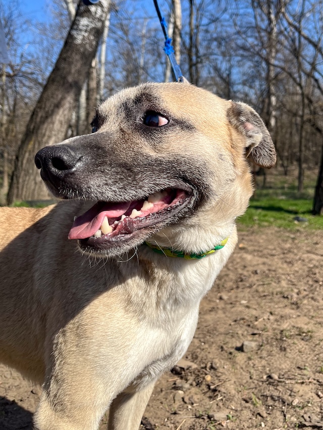 fellengel_Nyüzsi_2