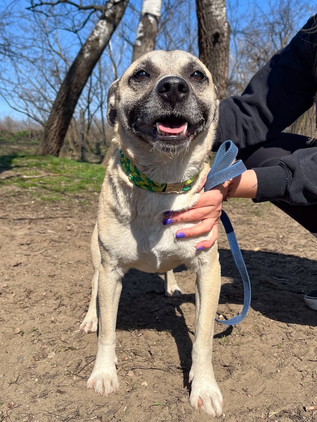 fellengel_Nyüzsi_4