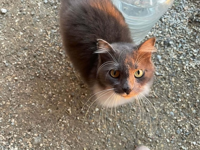 fellengel_achinos_10