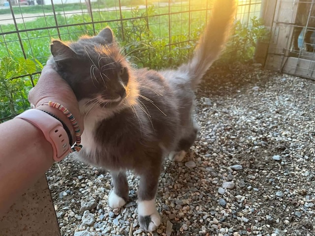 fellengel_achinos_11