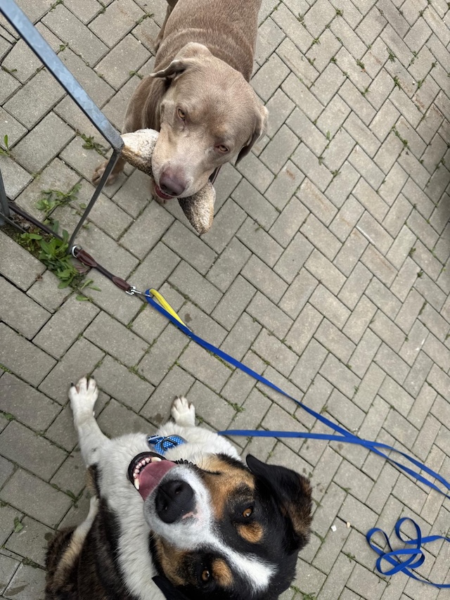 fellengel_balou1