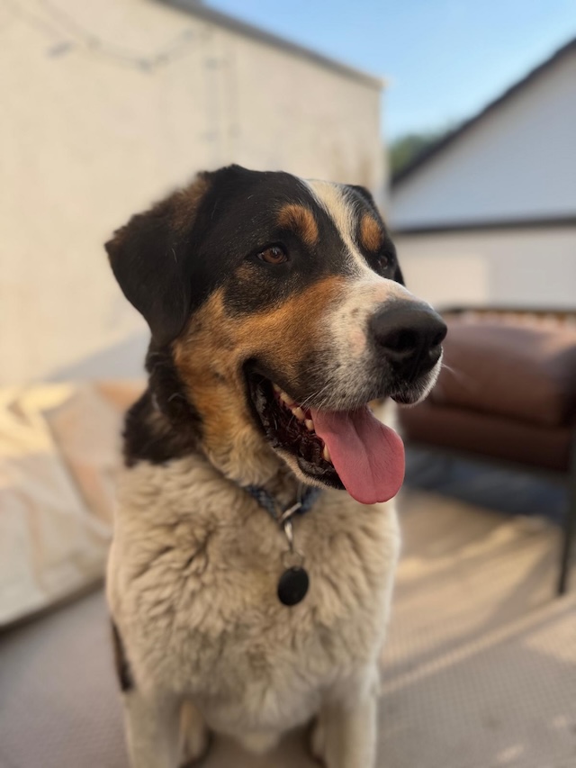 fellengel_balou2