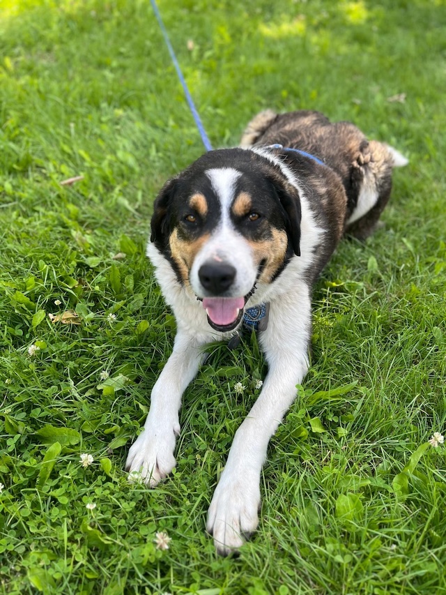 fellengel_balu1