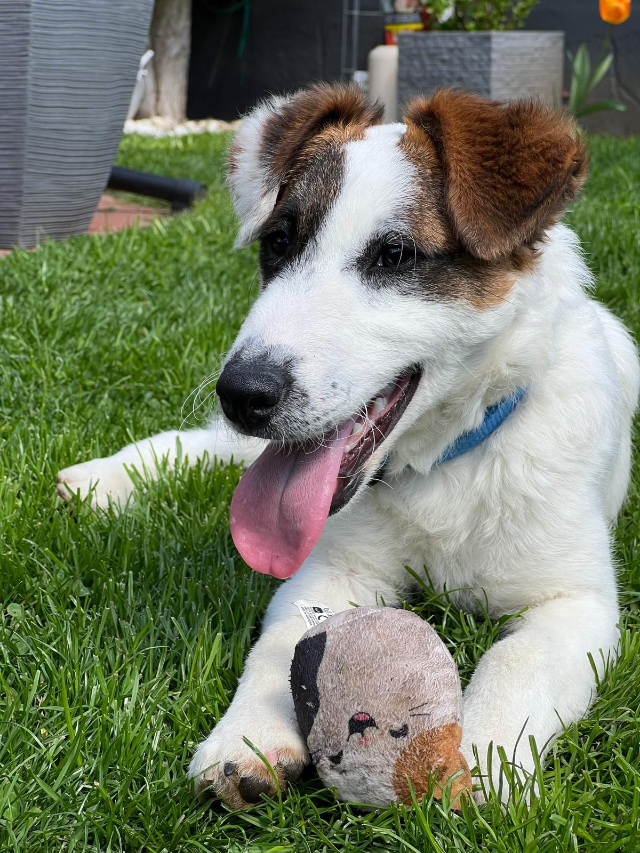 fellengel_beethoven_1