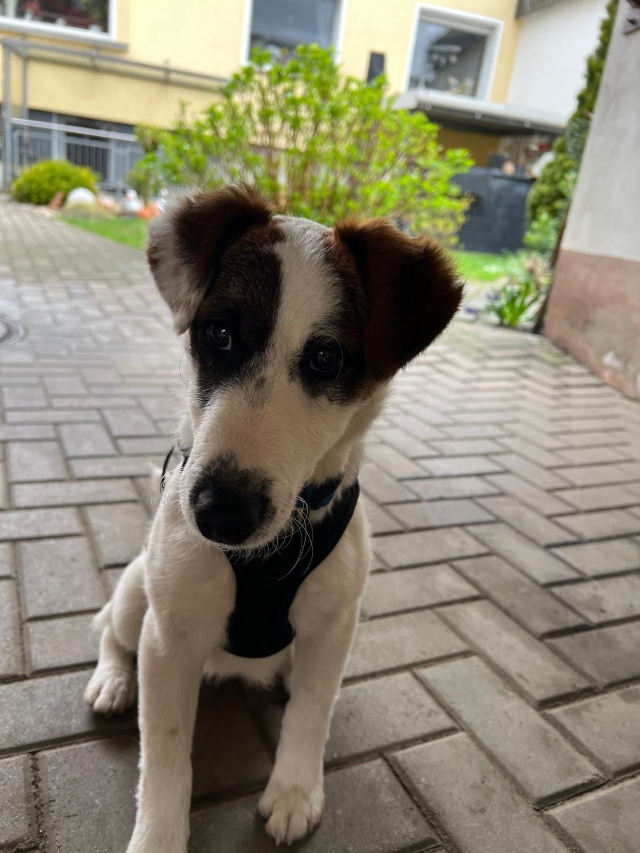 fellengel_beethoven_1