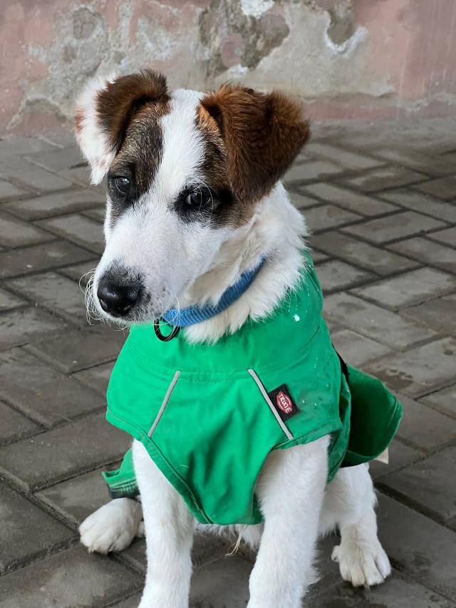 fellengel_beethoven_2