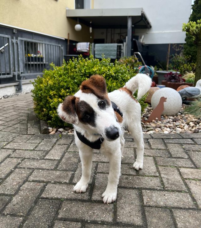 fellengel_beethoven_2