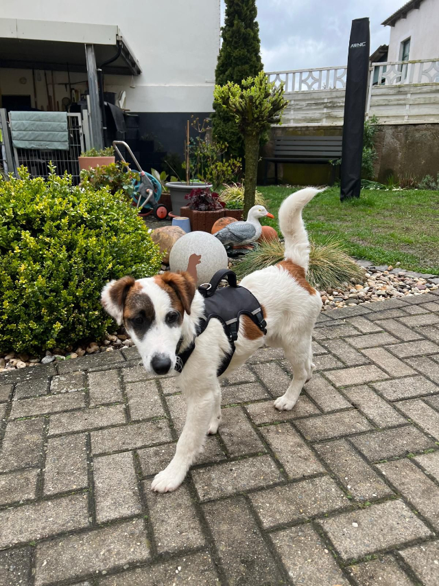 fellengel_beethoven_3