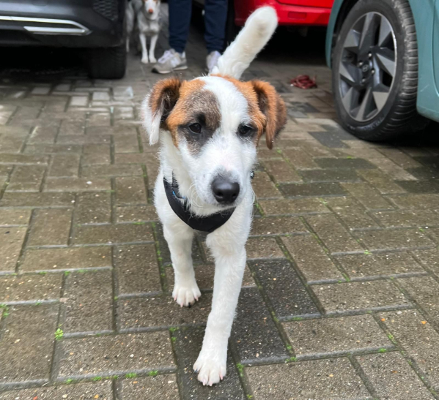 fellengel_beethoven_4