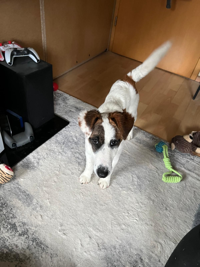 fellengel_beethoven_6