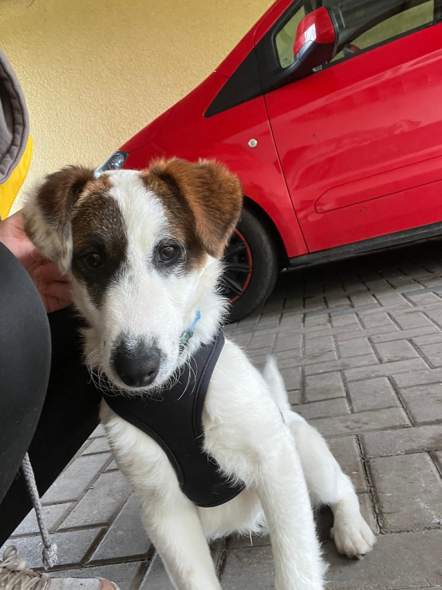 fellengel_beethoven_7