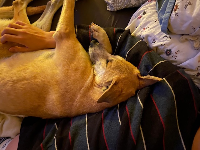 fellengel_karamak_10