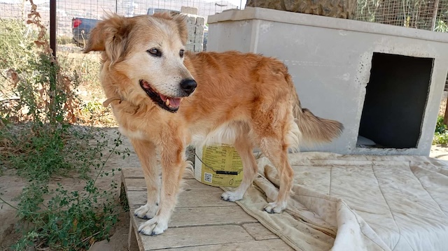 fellengel_laourita_1