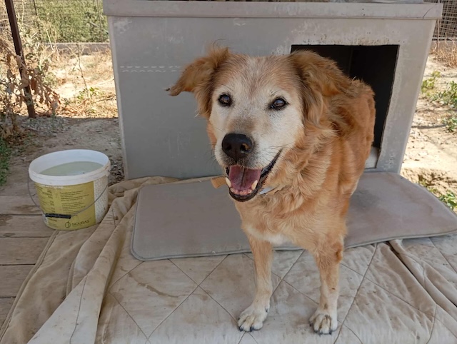 fellengel_laourita_2