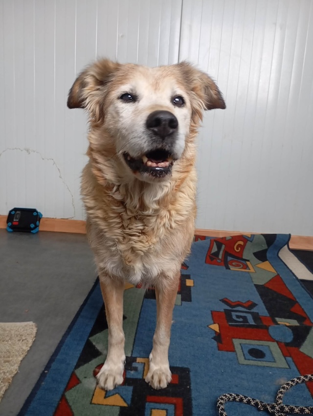 fellengel_laourita_3