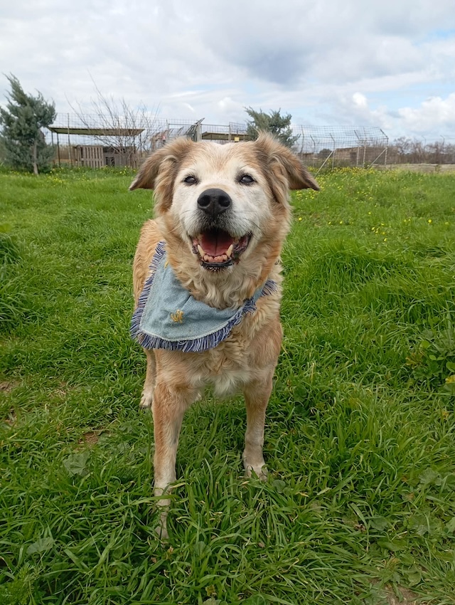 fellengel_laourita_4