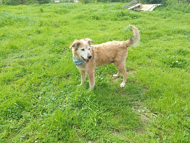 fellengel_laourita_6