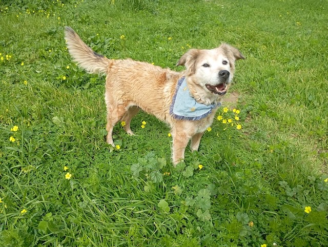 fellengel_laourita_8