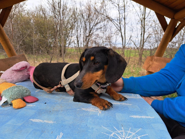 fellengel_little Jazmin_1