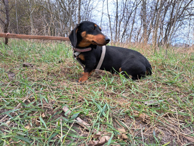 fellengel_little Jazmin_10