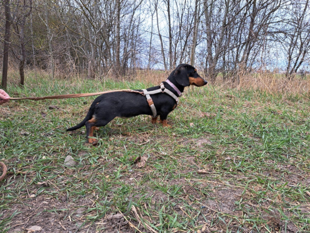 fellengel_little Jazmin_2