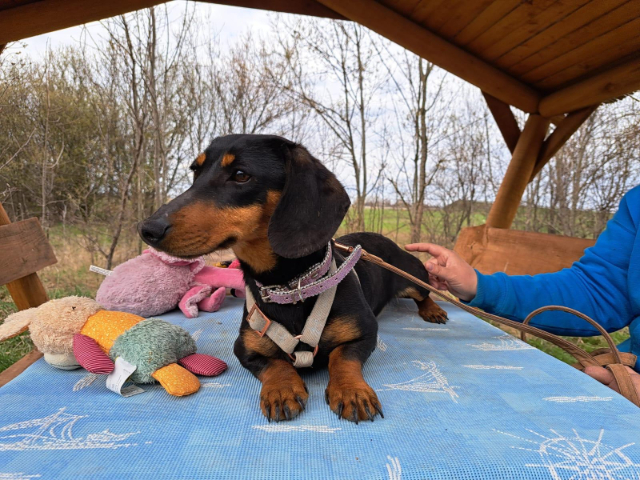 fellengel_little Jazmin_4