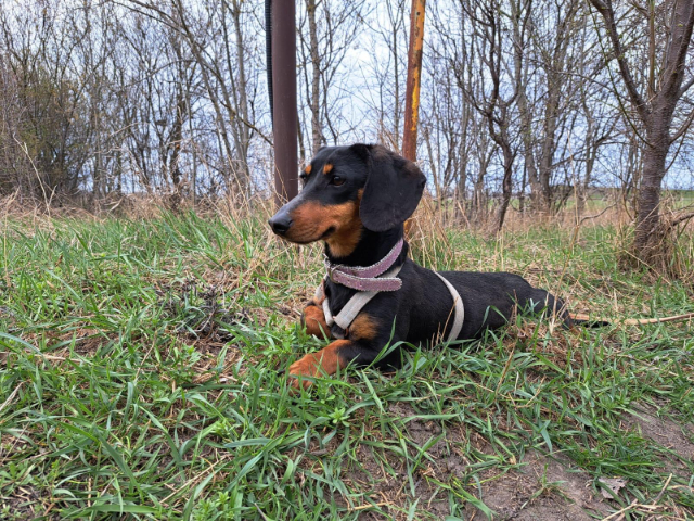 fellengel_little Jazmin_5