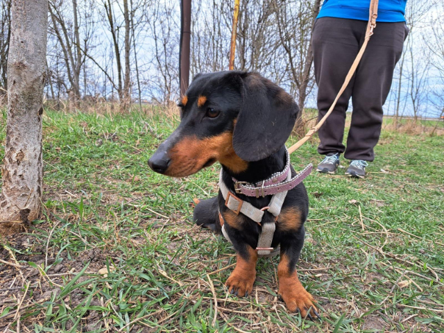 fellengel_little Jazmin_9