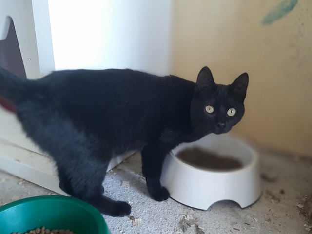 fellengel_lola_2