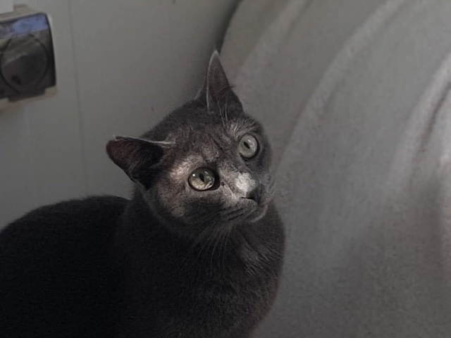 fellengel_marjolaine_10