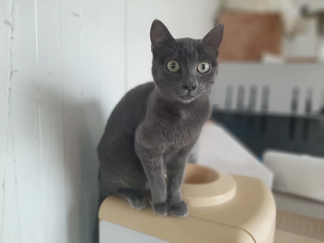 fellengel_marjolaine_11