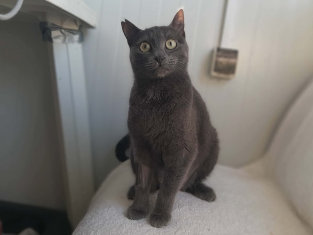 fellengel_marjolaine_12