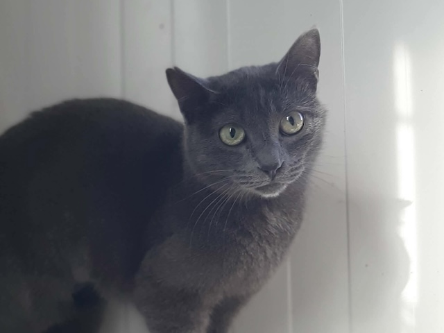 fellengel_marjolaine_2