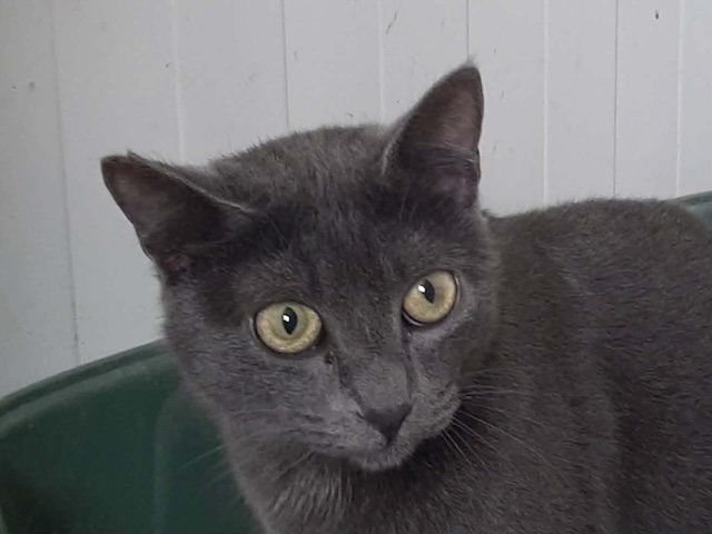 fellengel_marjolaine_3