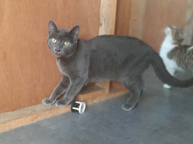 fellengel_marjolaine_4