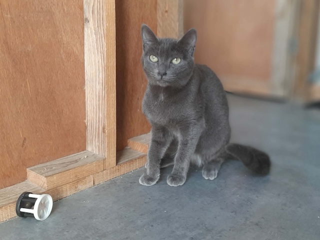 fellengel_marjolaine_7