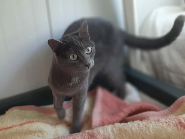 fellengel_marjolaine_8