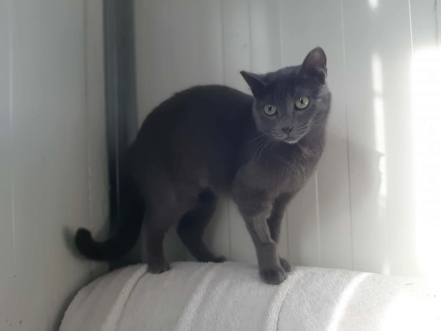 fellengel_marjolaine_9