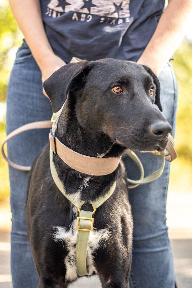 fellengel_paulchen_2