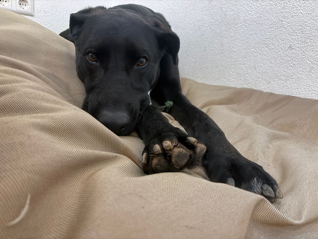 fellengel_paulchen_6